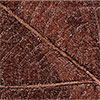 Soil Brown