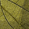 Leaf Green