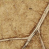 Cashew Beige