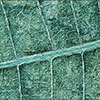 Spruce Blue